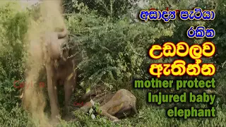injured baby elephant protect by her mother elephant