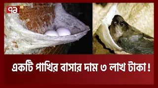 মানুষ জীবন বিপন্ন করে সুইফটলেট পাখির বাসা কেন খোঁজে? | Bird nest made of Saliva | Ekattor TV