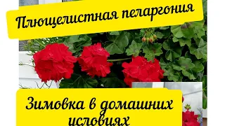 Плющелистная пеларгония зимовка в домашних условиях #пеларгония #цветы#flowers #pelargonium