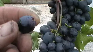 Сорт винограда "Черный ястреб" - сезон 2019 # Grape sort "Chernyj yastreb"