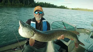 Northern Alberta Northerns | Fish'n Canada