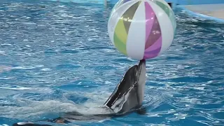 Дельфинарий 2018 г Сочи