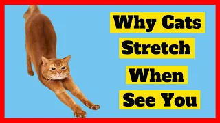 Why Your Cat Stretches When Seeing You?