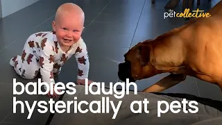 Babies Laughing Hysterically With Dogs