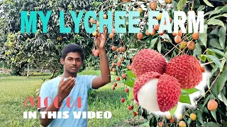 My Lychee Farm...🫣🍓 #Lychee #vlog