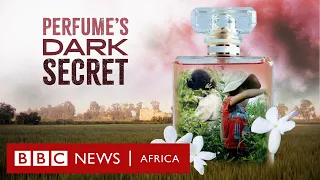 Perfume's Dirty Secret - BBC Africa