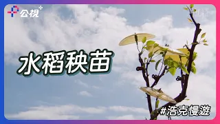 浩克來到宜蘭體驗秧苗培育，種田人的甜點炸年糕超級美味！｜公視+ 浩克慢遊全新第六季免費收看