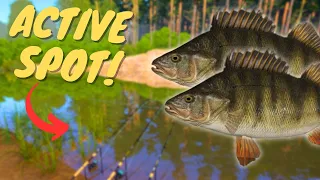 ACTIVE PERCH SPOT IN WINDING RIVULET! #938 Russian fishing 4