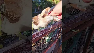 His Kookaburra Friends 😍