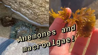 ABALONE COVE TIDE POOLS | PALOS VERDES SHORE | Macro algae and Anemones