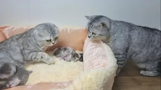 Dad cat meets his newborn kittens and kisses mom cat