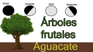 Fases de la luna en la agricultura// Frutales