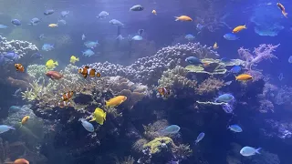 🐡 Oceanografic Valencia, things to do in Valencia 🇪🇸