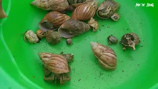 kelomang besar dan kecil, mencari dan menemukan kelomang, Umang-Umang, hermit crab, Umang besar