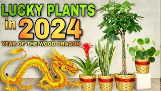 TOP 10 LUCKY PLANTS IN 2024 | 10 Swerteng halaman para sa YEAR OF THE WOOD DRAGON sa year 2024