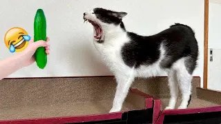Try Not To Laugh Dogs And Cats 🙀🐈 Funny Videos Compilation 😻