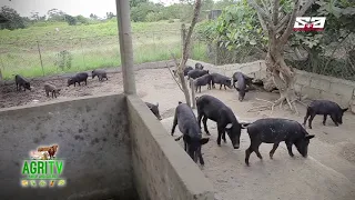 AGRITV MAY 19 2019 EP AGRITURISMO NAtive Pigs Raising