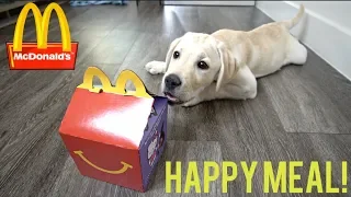 LABRADOR PUPPY HAS FIRST MCDONALDS HAPPY MEAL!!