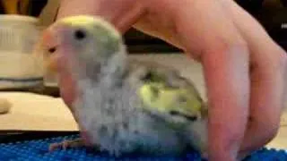 Handfeeding 4 Baby Lovebirds