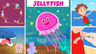 Learn About Jellyfish | How Does A Jellyfish Sting? | Jellyfish Life Cycle | Video For Kids