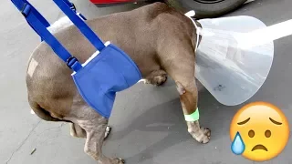 Sad Pitbull Right After Surgery