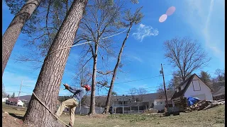 HUGE! Tricky Tree Removal