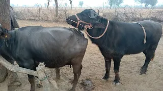 Super mast mating buffalo aur murra bull mating try by village