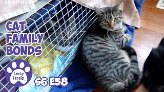 The Day After Nancy's Spay | Cat Family Bonds | S6 E58 Cat Vlog Kittens