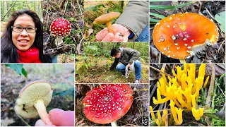 🍄Mushroom Time• Mushroom picking • Our first Mushroom in a German Forest🍄 #mushroom #pilze