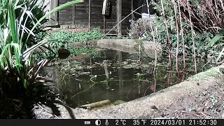 Wildlife Pond Timelapse (01/03/24)