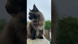 Mona the Maine Coon cat can hear birdsong but can't see the birds!