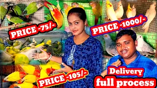 cheapest price bird's farming and delivery all over India🤗Cokatail Bird price & Conure Birds price