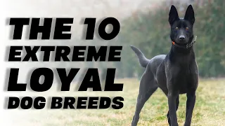 The 10 Extreme Loyal Dog Breeds