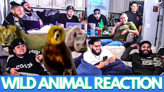 WILDEST ANIMAL ENCOUNTERS! What Would You Do?! Reaction