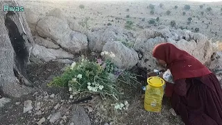 Searching for medicinal plants by nomadic girls and women