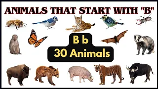 30 Animals Name Starting with the Letter B for kids