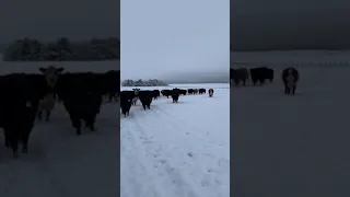 Feeding Winter Grazing Cattle