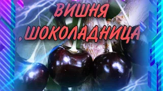 Вишня#Шоколадница#первый год посадки