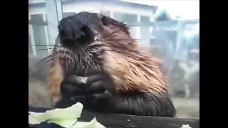 Funny Little Beaver Eating Cabbage