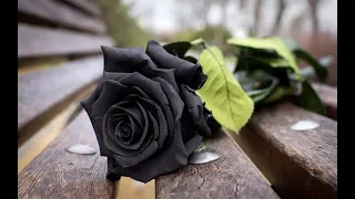 MriD   Чёрная роза 2018