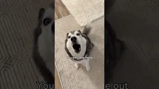 Arguing With A Talking Husky Goes Wrong! 👀😳
