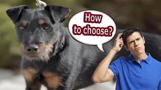 German Jagdterrier | How to choose a puppy?