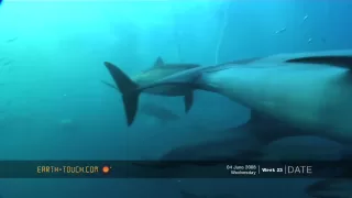 Ocean predators attack!