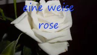 kastelruther spatzen eine weise rose