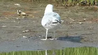 Seagull Eating a Crab