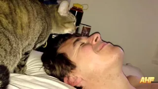 Best Funny Cats Waking Up Owners 2020