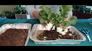 BEGINNERS STEP BY STEP TUTORIAL African Violet RESCUE!!!!!!!