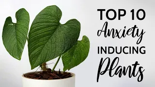 My Top 10 Anxiety Inducing Plants