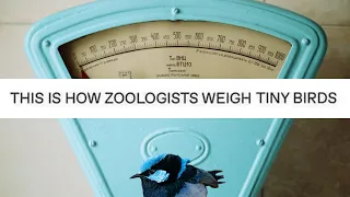 This is how zoologists weigh tiny birds