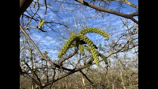 Floración del Nogal.